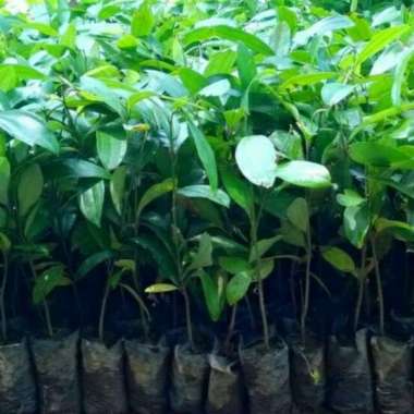 Bibit Kayu Manis aneka bibit purworejo