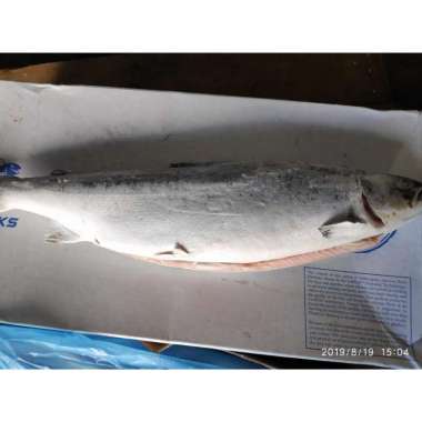 IKAN SALMON BEKU UTUH PER 1 EKOR ( NORWEGIAN SALMON FROZEN )