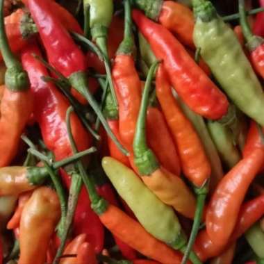 CABE RAWIT CAPLAK/250 GRAM
