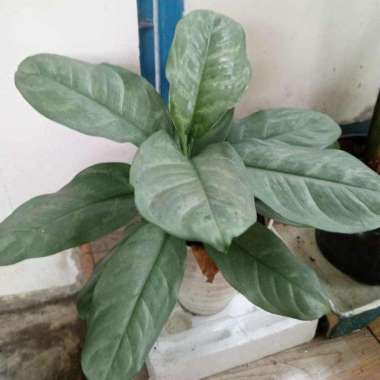 Promo COD!!! Aglonema silvergreen / aglonema langka /aglonema unik