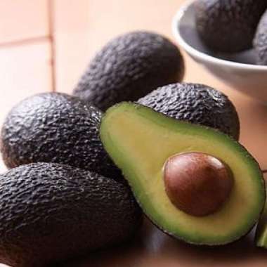 Bibit Benih Alpukat Hass