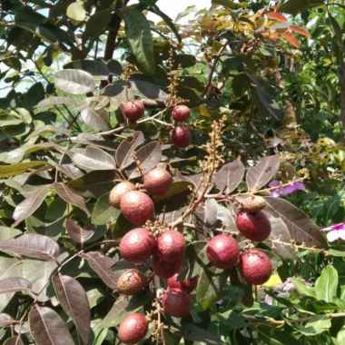BERGARANSI BIBIT KELENGKENG MERAH / BIBIT KELENGKENG SUPER / BIBIT TANAMAN BUAH KELENGKENG - BIBIT K