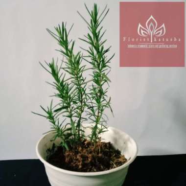 Tanaman Rosemary Pengusir Nyamuk