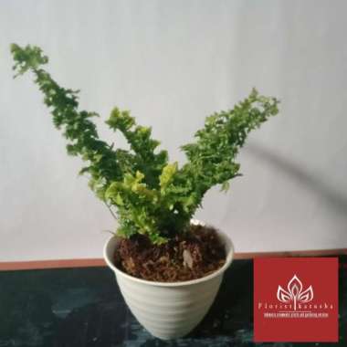 Pakis Curly Fern( Tanaman Langka)
