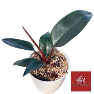 Philodendron Red Congo