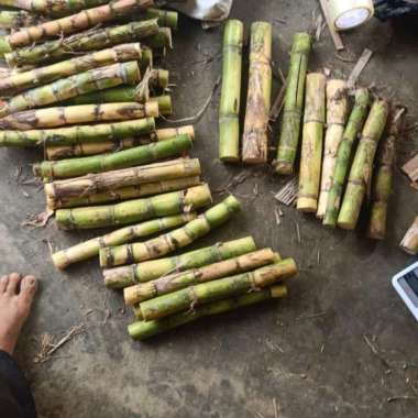 jual bibit stek tebu hijau ukuran 30 cm siap tanam