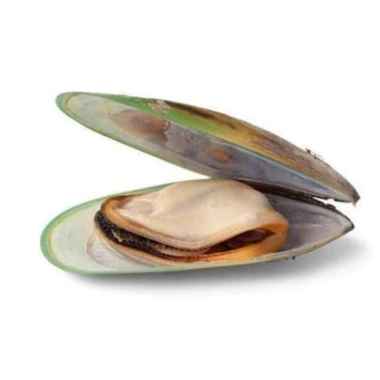 KERANG HIJAU HIDUP KERANG IJO Scallops 1 kg
