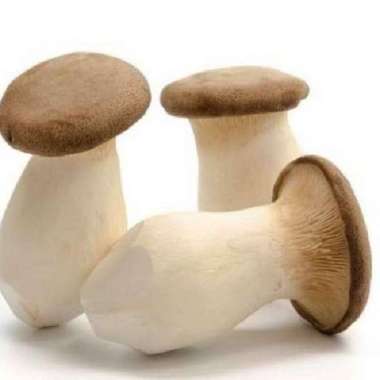 Jamur King Oyster Jamur Segar 400gr per Pack