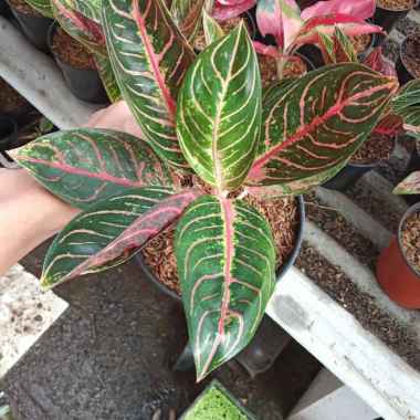 aglonema red Sumatra