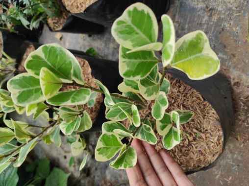 Tanaman Hias Beringin Kupu-Kupu Tanaman Hias