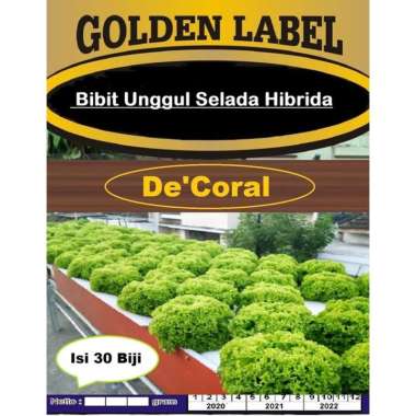 Bibit Unggul Selada Hibrida | Benih Selada Hibrida