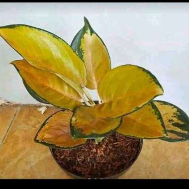 Aglonema Sultan Brunei Dewasa