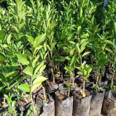 Bibit Jeruk Chokun Bibit Buah Jeruk Chokun Genjah Cepat berbuah Tunas Bibit