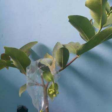 Bibit Jambu Air Citra Tunas bibit purworejo