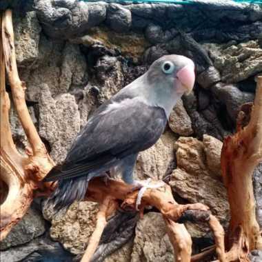 LoveBird Batman ( Grab / Gojek INSTAN ) JABODETABEK