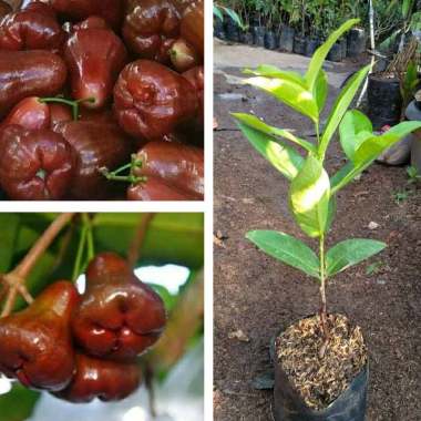 Azzahra berkah bibitku Bibit Jambu Air Cincalo Indonesia