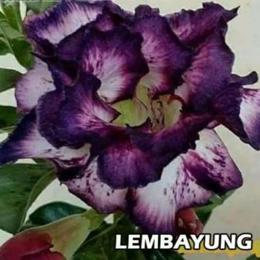 Bibit Bunga Kamboja Adenium Lembayung