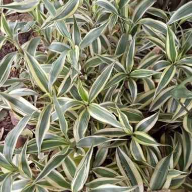 _ tanaman hias sri rezeki varigata - bibit tanaman sri rezeki