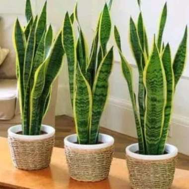 tanaman hias lidah mertua/sansiviera lidah mertua golden