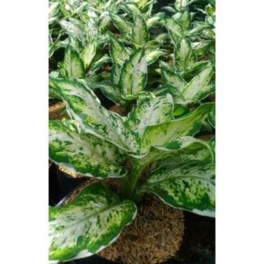 Tanaman Hias Aglaonema Sparkle Sri Rejeki