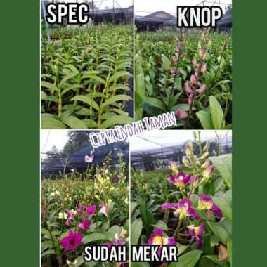 ANGGREK DENDRO | BUNGA ANGGREK | TANAMAN HIAS ANGGREK | BIBIT