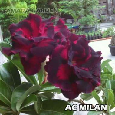 Bibit Bunga Kamboja Adenium AC Milan