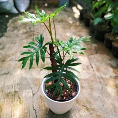 tanaman hias philodendron mayoi - philo mayoi