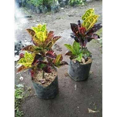 tanaman hias puring kura - pohon puring kura - qura