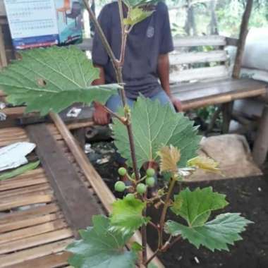 bibit pohon anggur hijau/pohon anggur hijau