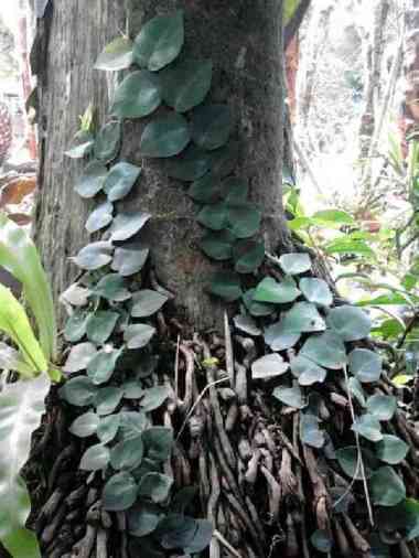 tanaman rambat dollar daun besar rambat dinding