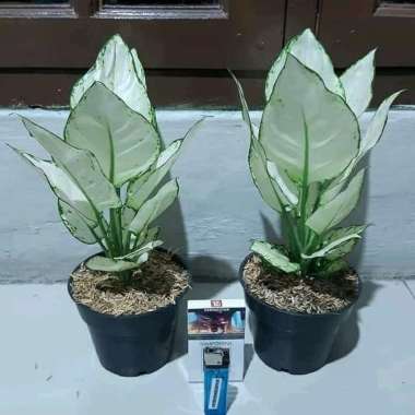 tanaman hias aglonema super white incidule pot - pohon aglonema + pot