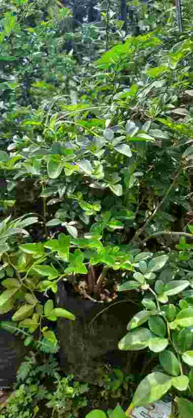 Bibit Tanaman Buah Jeruk Kingkit Aneka Bibit Purworejo
