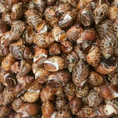 KERANG MACAN / KEONG MACAN SEGAR FROZEN PER 1 KG