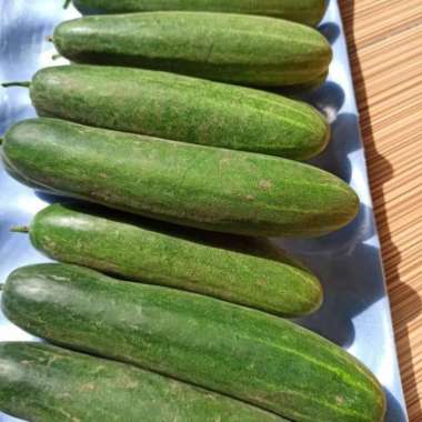 MENTIMUN SEGAR/1KG
