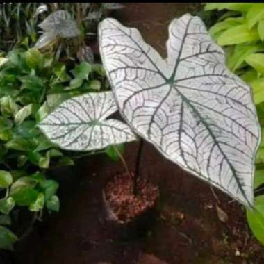 Promo... Tanaman hias keladi putih ( keladi tisue )