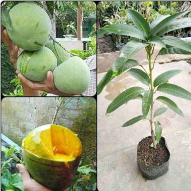 Bibit mangga kelapa super Manis