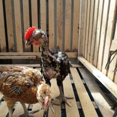 Oem Sepasang Ayam Pelung Terbaik Asli Cianjur (2 Bulan)