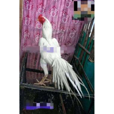 Oem Asli!! Telur Ayam Bangkok Ekor Lidi Trah Juara Notiputipu!!