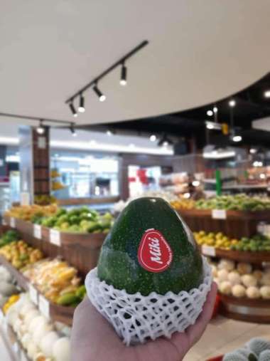 Buah Alpukat Miki