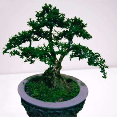 Bonsai Mini Seribu Bintang Mikro
