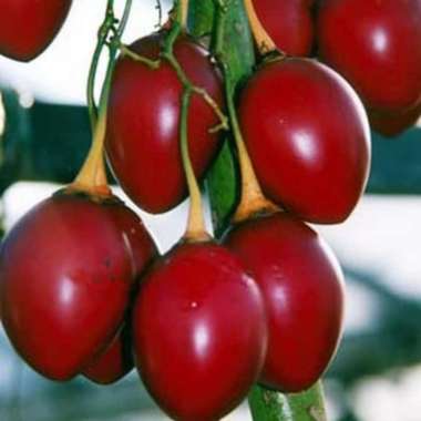 Buah Terong Belanda/Tiung 1 kg