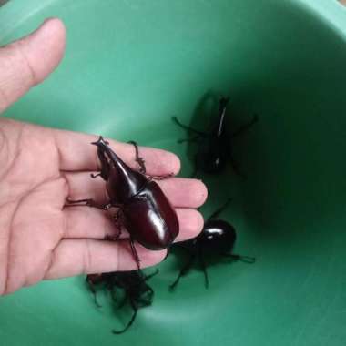 kumbang tanduk xylotrupes Gideon per 2 pasang