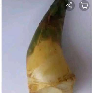 rebung bambu kuning pres segar murah