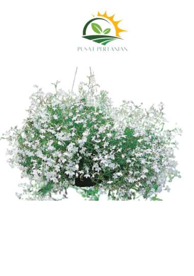 Benih Bunga LOBELIA WHITE FOUNTAIN 1500 BIJI Mr Fothergills F1 bibit tanaman hias bunga import
