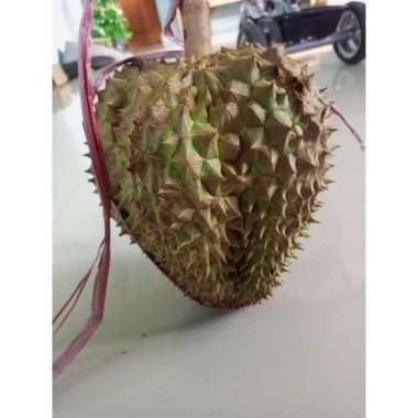 DURIAN MONTONG UTUH MANIS Sedang (1,6kg)