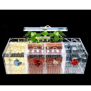 Breeding Box Isolation Incubation Box Kotak Karantina Ikan Guppy Molly 4 Kamar