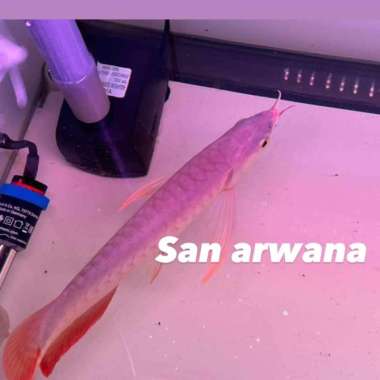 ikan sr unik arwana super red arwana sr ITL