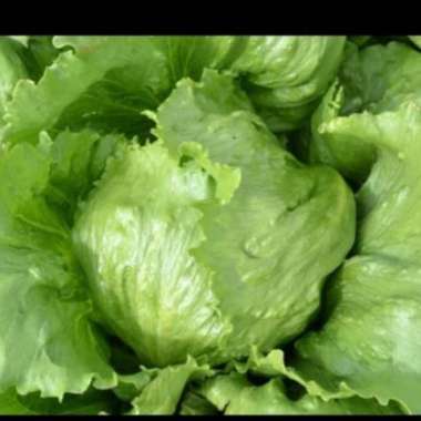 Bibit Unggul Selada Ice Berg | Benih Selada Ice Berg