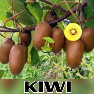 benih bibit buah kiwi