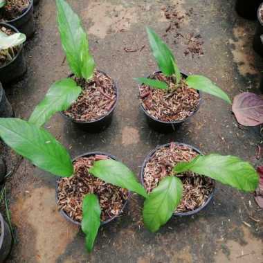 Jual tanaman hias epipremnum skeleton key _